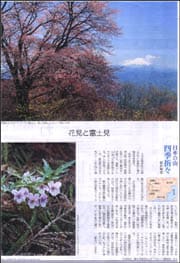 花見と富士見　陣馬山.jpg