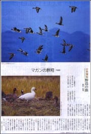 野鳥・マガン宍道湖.jpg