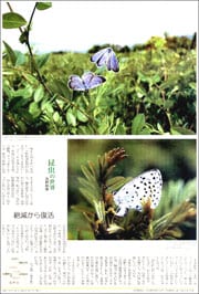 15060734butterfly180.jpg