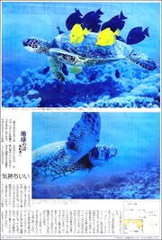 16022134sea turtle180.jpg