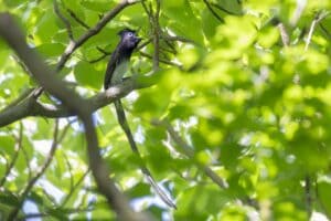 サンコウチョウの写真
