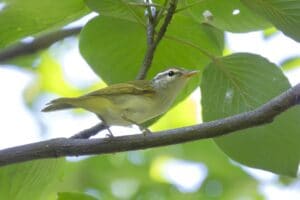 センダイムシクイの写真