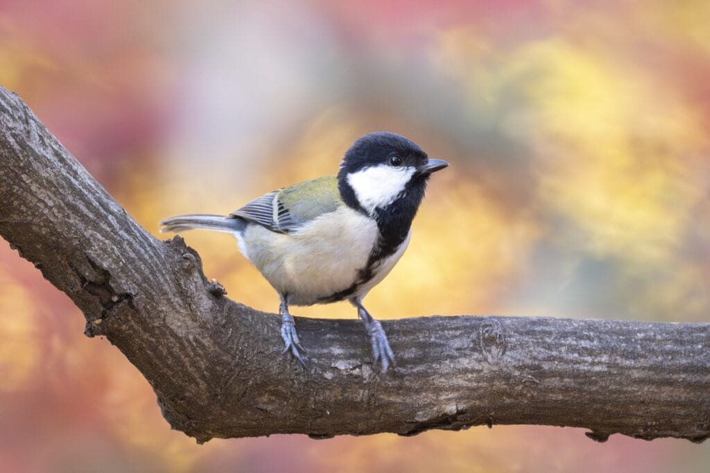 シジュウカラの写真
