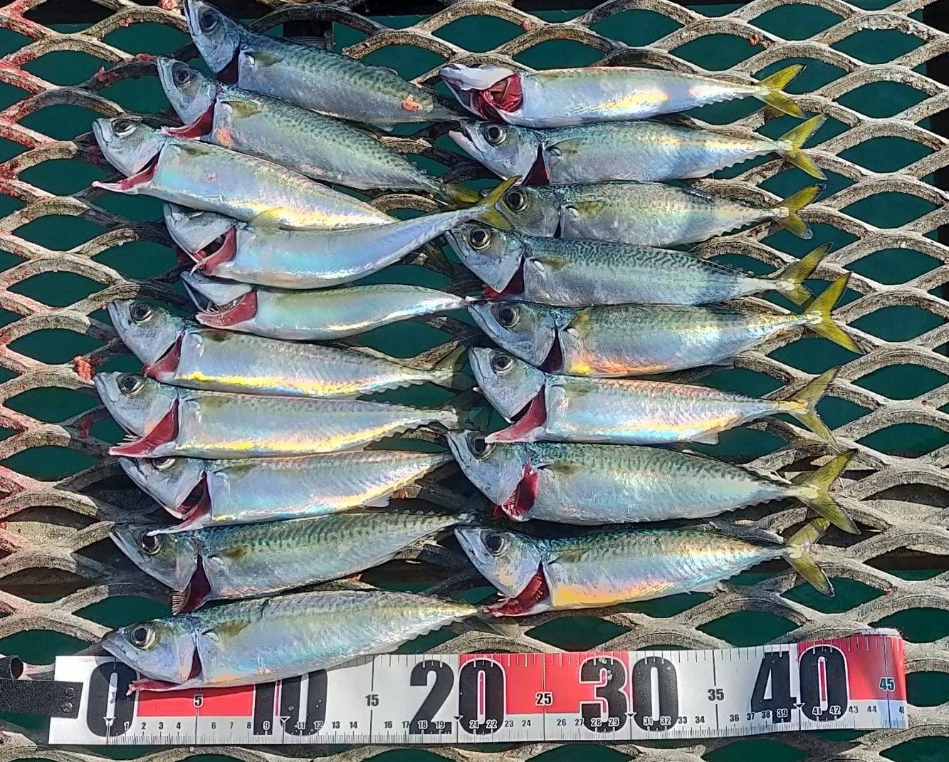 写真；釣り記事②