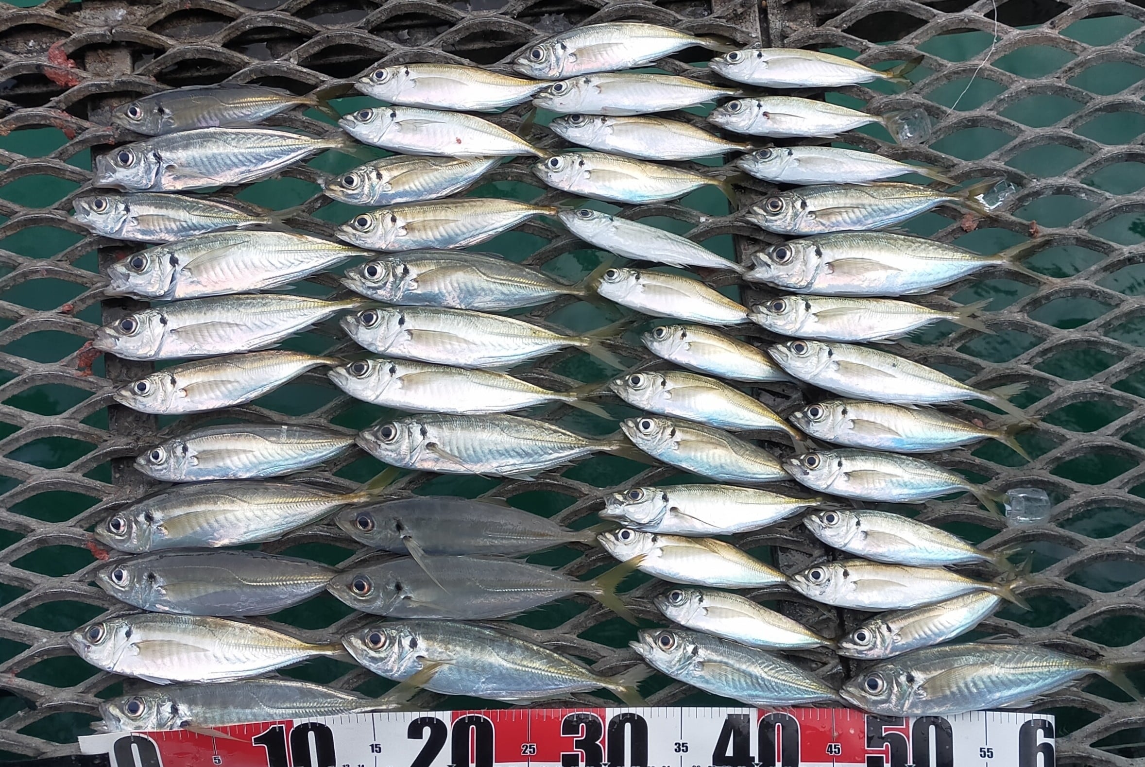 写真；釣り記事①