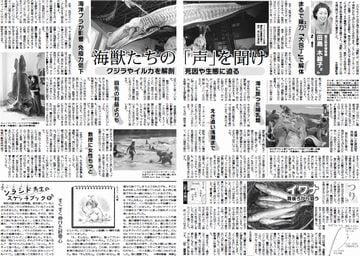 36面