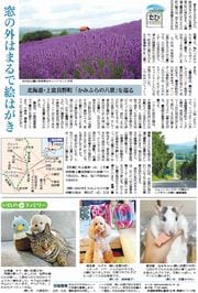19面