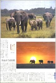 18120234elephant180.jpg