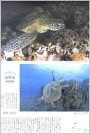 20010541seaturtle180.jpg